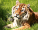 t_D1658_Relaxed_Tiger.jpg