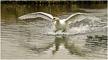 t_D1741_Swan_Landing.jpg