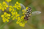 t_D1855_Hoverfly.jpg