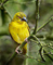 t_D1903_Yellow_Bird.jpg