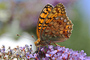 t_D1908_Silver_Washed_Fritillary.jpg