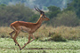 t_D1940_Antelope.jpg