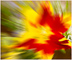 t_D2040_Abstract_-_Exploding_Tulip.jpg