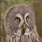 t_D2156_Great_Grey_Owl.jpg