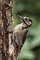 t_D2315_Greater_Spotted_Woodpecker.jpg