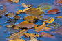 t_D2354_Autumn_Leaves.jpg