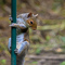 t_D2416_Squirrel.jpg