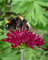 t_D2477_Bumble-bee.jpg
