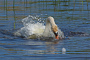 t_D2576_Swan_Bathing.jpg