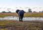t_D2646_Dusk_Botswana_disturbing_the_birds.jpg