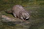 t_D2674_Otter_with_Fish.jpg