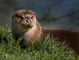 t_D2678_Otter_on_the_Watch.jpg