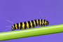 t_D5001_Cinnabar_Moth_Caterpillar.jpg