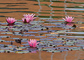 t_D5072_Pink_waterlilies.jpg