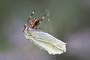 t_D5083_Garden_spider_wrapping_up_small_white.jpg