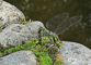 t_D5120_Dragonfly_laying_eggs.jpg