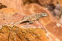 t_D5209_Lizard_On_The_Rocks.jpg