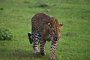 t_D5227_Sri_Lankan_Leopard.jpg