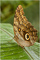 t_D5235_Owl_Butterfly.jpg