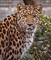 t_D5241_Amur_Leopard.jpg