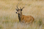 t_D5335_Young_Stag.jpg