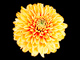 t_D5386_Orange_Chrysanthemum.jpg