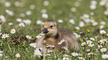 t_D5452_Duck_in_the_Daisies.jpg