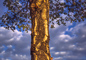 t_D5522_Morning_Golden_Light_on_Tree_Bark_.jpg