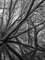 t_D5555_Trees_in_the_mist.jpg