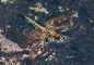 t_D5567_Death_of_a_dragonfly.jpg