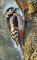 t_D5720_Great_spotted_woodpecker.jpg