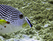 t_D5920_Barrier_Reef_cleaner_Wrasse_in_action.jpg