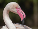 t_D5927_Pretty_Flamingo.jpg