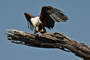 t_D6123_Out_On_A_Limb_-_The_African_Fish_Eagle.jpg