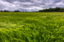 t_D6147_Wheat_Fields_before_the_Rain.jpg