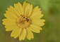 t_D6161_Hover_fly_at_work.jpg