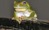 t_D6173_Australian_tree_frog.jpg