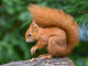 t_D6227_Red_squirrel.jpg