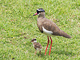 t_D6230_Crowned_Plover_and_Chick.jpg