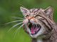 t_D6249_Snarling_Scottish_Wild_Cat.jpg