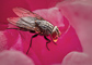 t_D6320_A_fly_in_the_pink.jpg