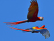 t_D6376_Scarlet_Macaws_having_a_chat_in_flight.jpg