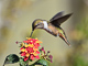 t_D6381_Scintillant_Hummingbird.jpg