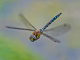 t_D6465_Hovering_Hawker_Dragonfly.jpg