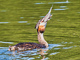 t_D6482_Grebe_with_Catch_of_the_Day.jpg