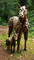 t_D6502_Mare_and_Foal.jpg