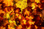 t_D6515_Autumn_leaves.jpg