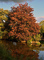 t_D6549_Reflections_of_autumn.jpg
