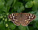 t_D6555_Speckled_wood.jpg