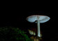 t_D6574_Rosy_bonnet_mushroom.jpg